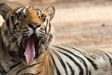 Yawning tiger