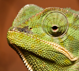 Macro of green cameleon
