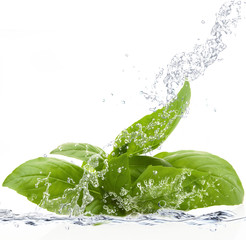 basilico splash