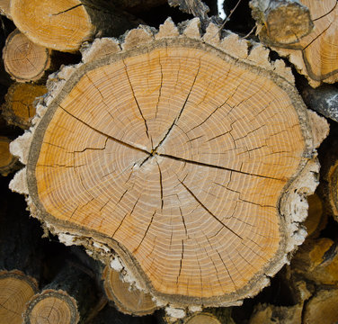 Legno