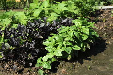 Verschiedenfarbige Basilikumsorten