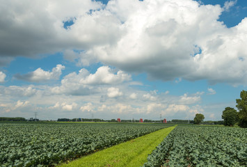 Vegetables growing on a field in summer