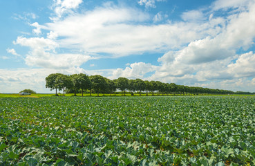 Fototapeta na wymiar Warzywa rosnące na polu w lecie