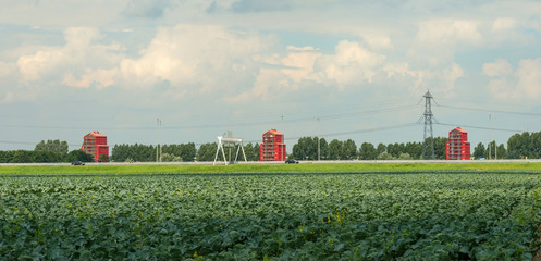 Vegetables growing on a field in summer