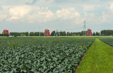 Fototapeta na wymiar Warzywa rosnące na polu w lecie
