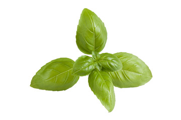 Fresh basil sprig isolated on white