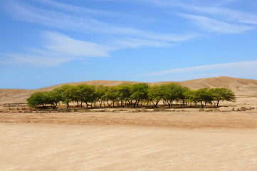 Fototapeta na wymiar Oaza na pustyni