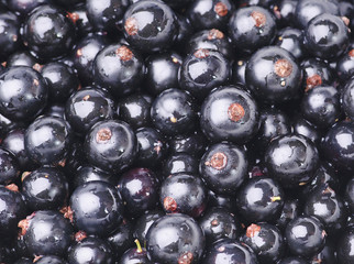 Blackcurrant