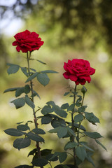 Two long-stemmed roses in the garden