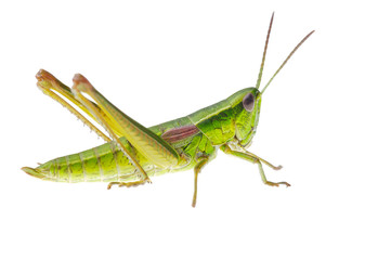 Grasshopper