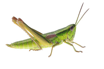 Grasshopper