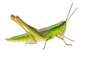 Grasshopper