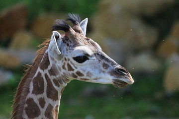 Giraffenjunges