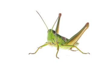 Grasshopper