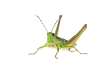 Grasshopper