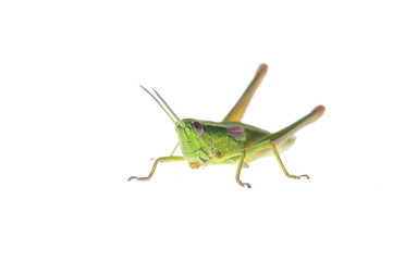 Grasshopper