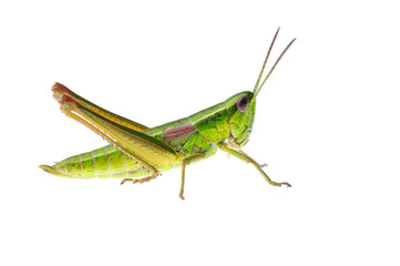 Grasshopper