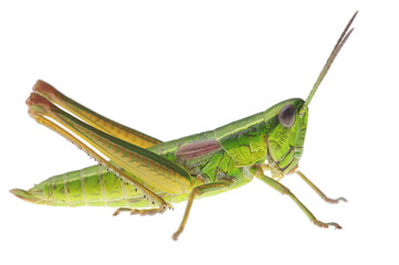 Grasshopper