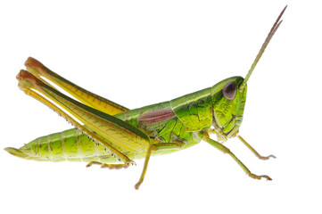 Grasshopper - 43032043
