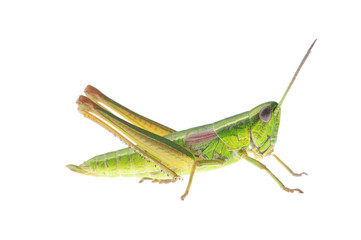Grasshopper