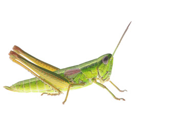 Grasshopper
