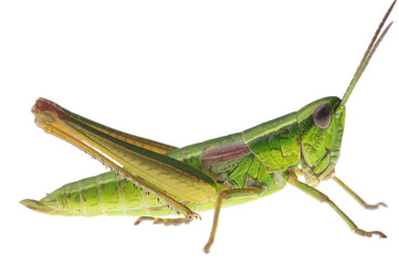 Grasshopper