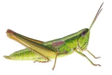 Grasshopper - 43032219