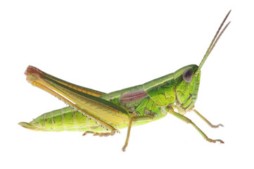 Grasshopper