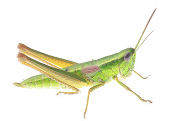 Grasshopper