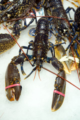 lobster for sale