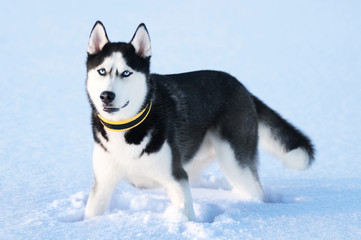 Portrait of siberian husky on snow