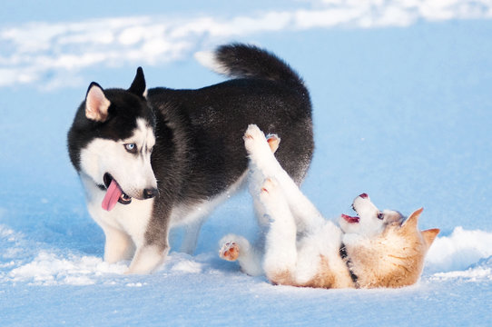 Two siberian husky playing on snow