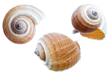 set of shell isolated on a white background