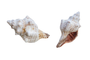 set of shell isolated on a white background