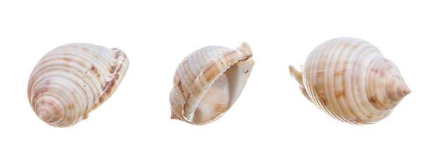 set of shell isolated on a white background