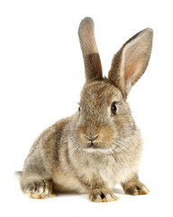 Fototapeta premium Rabbit bunny isolated on white background