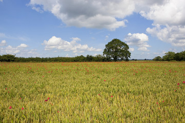field poppies in wheat