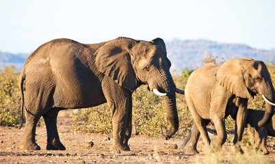 Fototapeta premium African elephants in Kruger National Park, South Africa