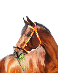 portrait of amazing Trakehner stallion in spainish halter