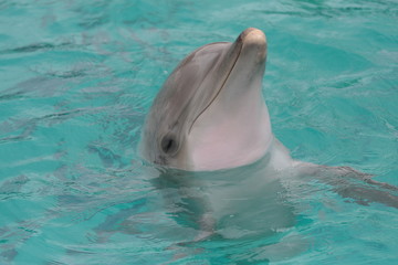 dauphins