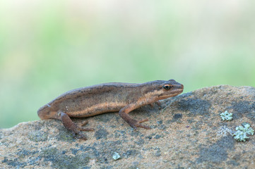 Smooth Newt