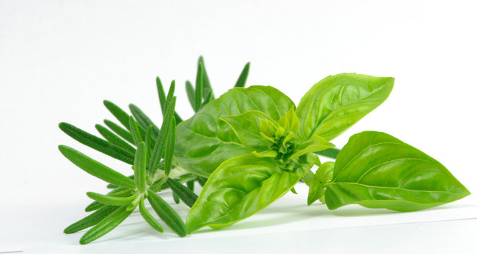 fresh tomata basilicum