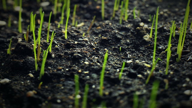 Green sprouts. Timelapse. HD