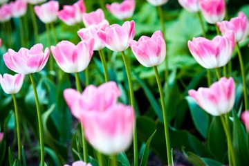 Obraz premium Pink tulip in a garden