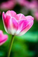 Obraz na płótnie Canvas Pink tulip in a garden