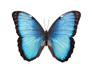 Obraz na płótnie Canvas Butterfly samodzielnie na białym