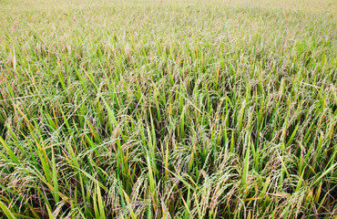 Closeup of rice, raw food of Thailand