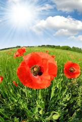 red poppy in green wheat field - fisheye shot