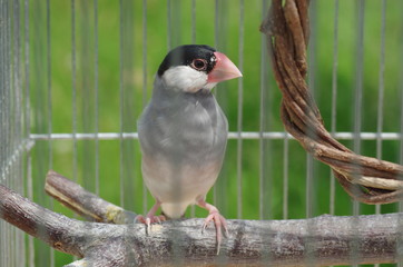 籠の中の文鳥