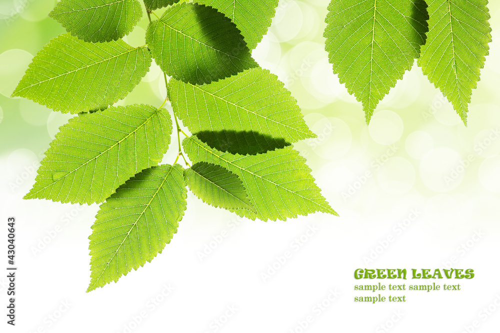 Canvas Prints fresh green leaves with bokeh background. natural frame